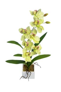 White box cymbidium verde - 11x11x60cm