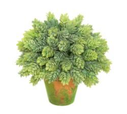 1/2 bola Cactus piña/Lupulo maceta terracota-Ø20cm