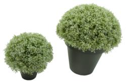 1/2 bola Gipsofila Crema maceta plastico - Ø25cm
