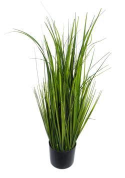 Hierba Salvaje Ancha con maceta-70cm.