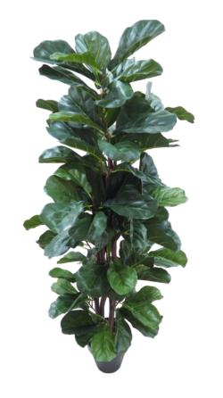 FICUS LYRATA VDE.CLASICx96HJx150cm.