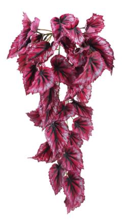 Begonia Roja colgante - 60cm.