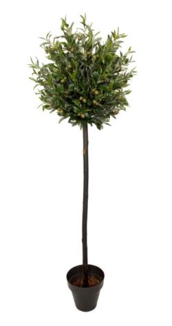 Arbol de olivo 1 Tronco recto - 150cm