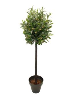 Arbol de olivo 1 Tronco recto - 90cm