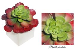Base Natural Echeveria Roja 8x8x15 cms