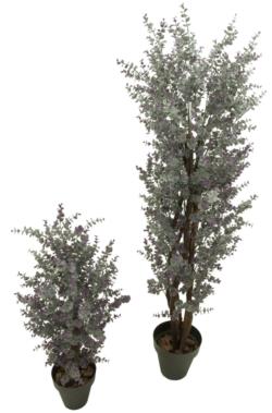 EUCALIPTUS LAVANDA NATURx966HJx210cm.