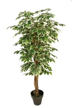 FICUS BASIC VGTA.CLASSICx336HJx80cm.