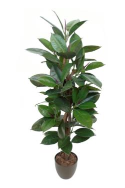FICUS ELASTICA VDE.CLASSICx67HJx80cm.