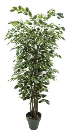 FICUS EXOTICA VGTA.CLASSICx770HJx110cm.