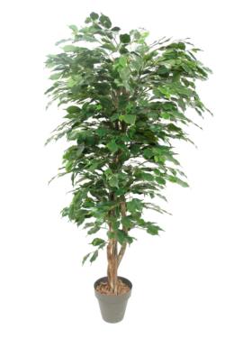 FICUS EXOTICA VERDE CLASSICx440HJx80cm