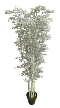 FICUS PLATAx4680HJx210cm.