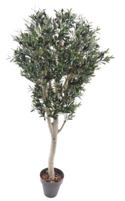 OLIVO NATURx3536HJ+136FR.NEGROx180cm.
