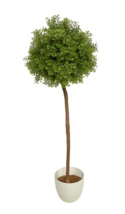 Arbol de te verde bola tronco recto - 50cm