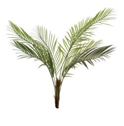 Areca Oasis sin maceta - 100cm