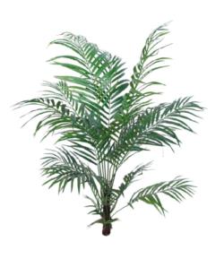 Areca Princess sin maceta - 180cm