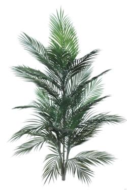 Areca Salvaje sin maceta - 120cm