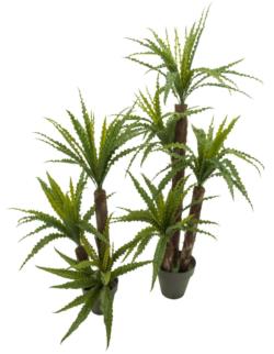 ASPLENIUM PL.x4Tx3TR/TROPICx160cm.