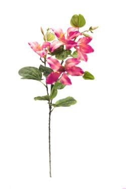 Bahuinia fucsia - Ø14x88cm