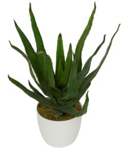 ALOE HOJA ESTRECHAx18HJ.M/BL.Ø14x50cm.