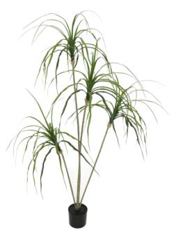 Beaucarnea verde con maceta - 130cm
