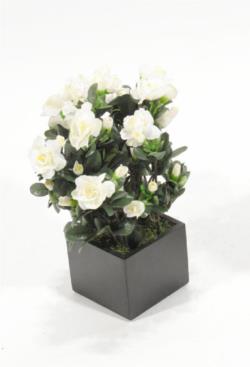 Black box Azalea crema - 11x11x30cm