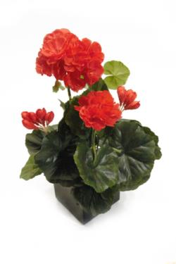 Black box Geranio rojo - 8x8x31cm