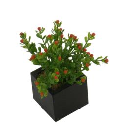 Black box nertera naranja - 6x6x14cm