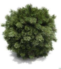 Bola de Pino Picea - Ø22cm