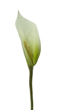 Cala blanca de goma Eva - 73cm