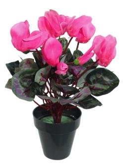 Ciclamen fucsia M - Ø10x30cm.