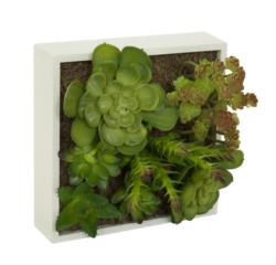 CONCOBOX CRASAS PATRY 20x20x17cm.