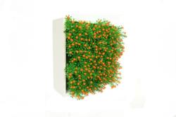 CONCOBOX NERTERA NARANJA 20x20x11