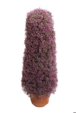 Cono de gipsofila morada - 150cm