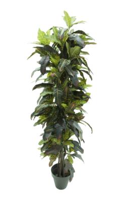 Croton Luxe multicolor - 160cm