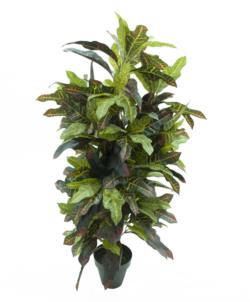 Croton Luxe multicolor - 80cm