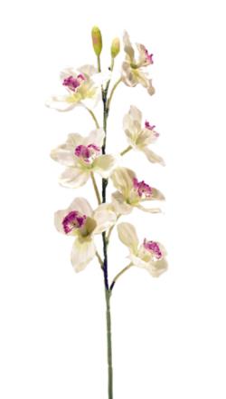 Cymbidium XL crema - Ø12x80cm