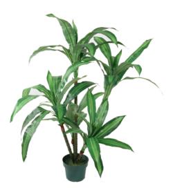 DRACENA MASSANGEANAx50HJx90cmC/M