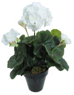 Geranio blanco M - Ø10x35cm