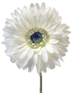Gerbera Fresh crema - Ø10x74cm