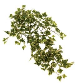 Hiedra variegata colgante - 85cm