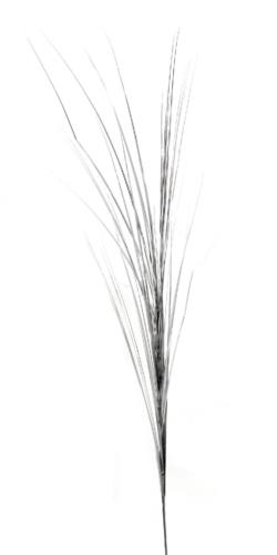 Hierba plata - 105cm