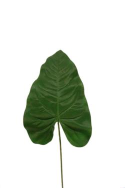 Hoja de cala verde - 70cm