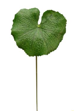 Hoja de lotus verde - Ø18x53cm