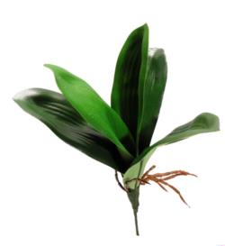 Hoja de orquídea verde con raíz - 30cm