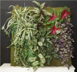 JARDIN VERTICAL COMPO.PLANTA 100x100cm.