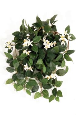 Jazmin en flor crema colgante - 60cm