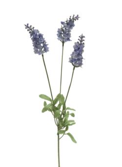 LAVANDA LAVANDAx3FLx3T+21HJx60cm.