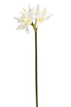 Lilium basic crema - Ø18x68cm