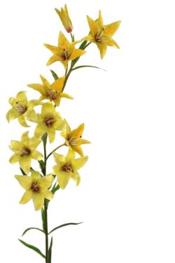 Lilium XL amarillo - Ø11x100cm