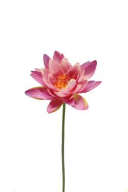 Lotus lila - Ø15x75cm